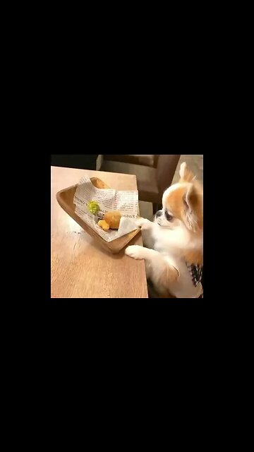 Watch and Laugh as an Animal Does Something Hilarious You Won't Believe!