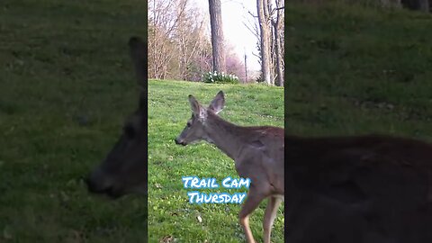 Trail Cam Thursday #deer, #shorts, #prepperboss