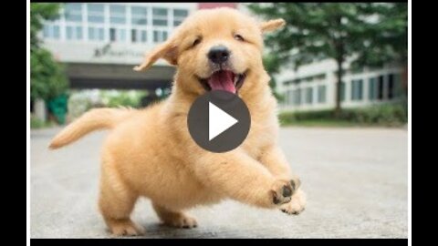 Funniest Animals _Cutest video Ever Best Of The 2020 Funny Animal Videos.cute pet