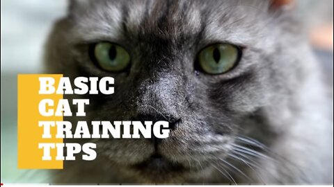 Basic cats training tips