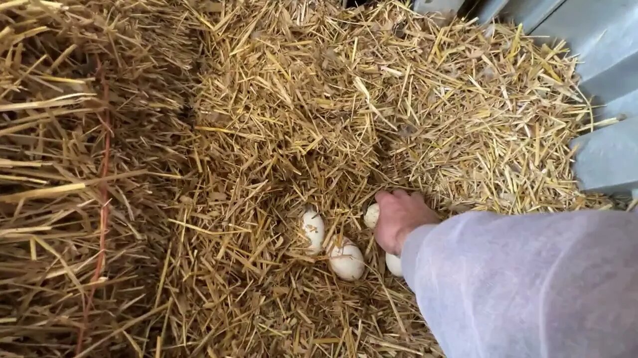 Why do geese lay in the winter?