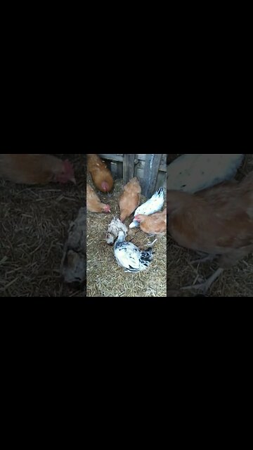 cannibal chickens eat helpless turkey whole