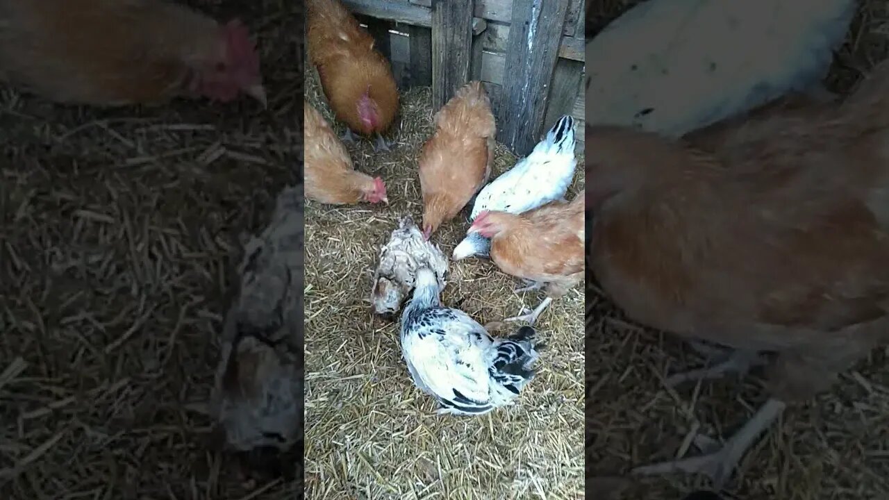 cannibal chickens eat helpless turkey whole