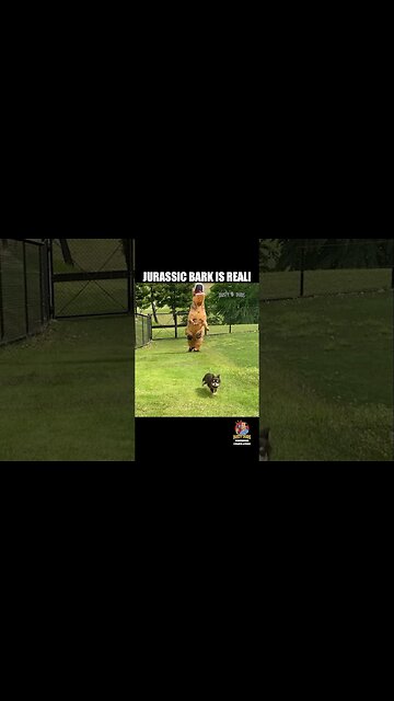 Canine Compilation🐶✨ | #funnydogs #dogcompilation