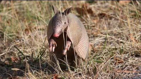 Playful armadillo won't leave his friend alone!