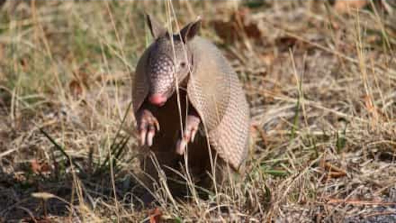 Playful armadillo won't leave his friend alone!