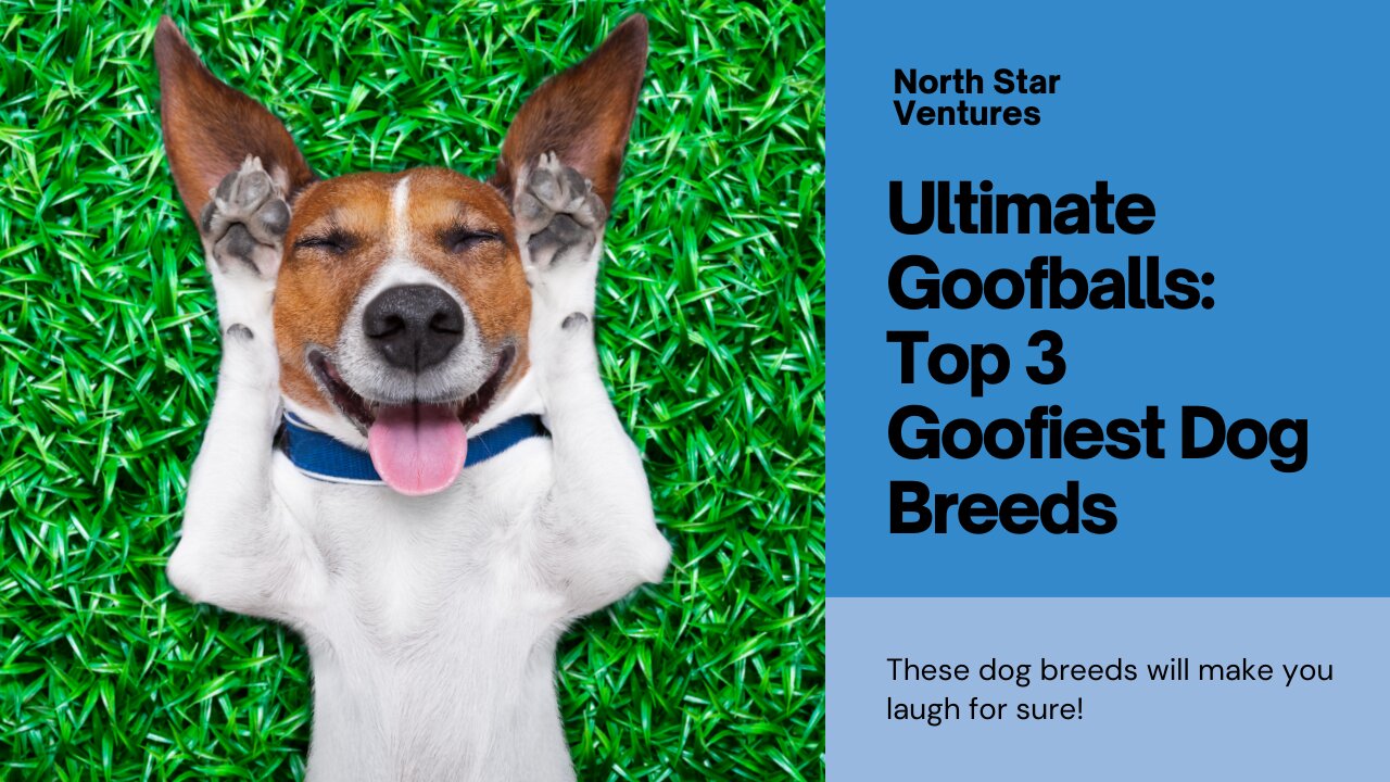 Ultimate Goofballs 🐶 The Top 3 Goofiest Dog Breeds