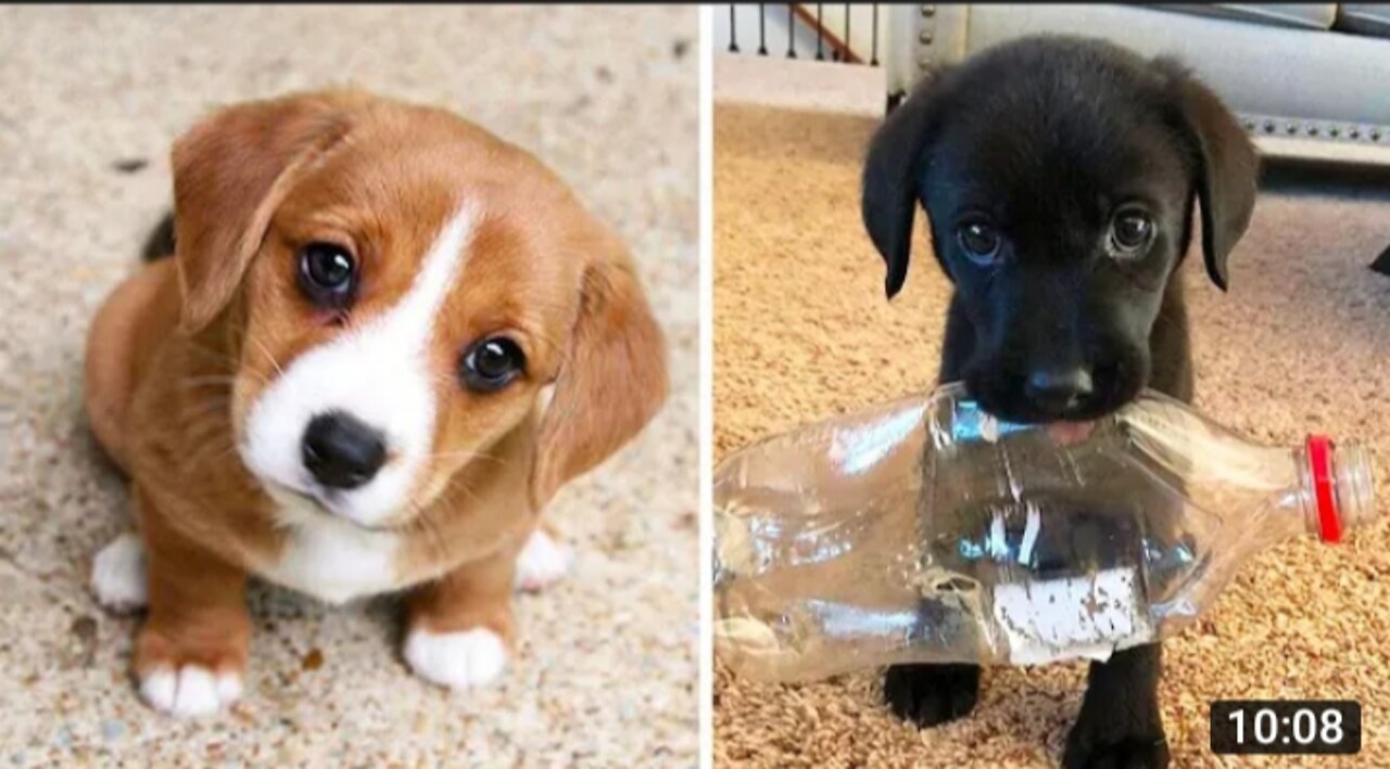 Cute baby animals video compilation || cutest moment of animals