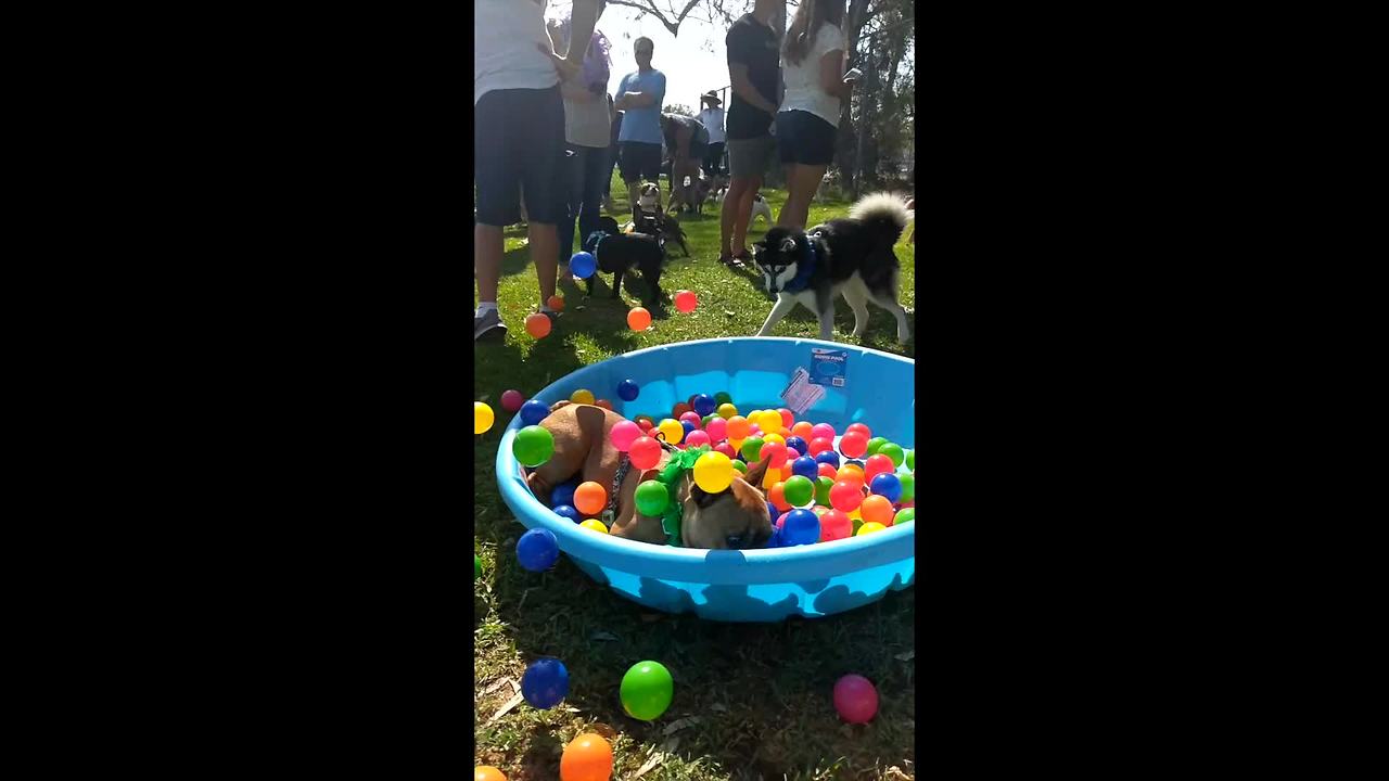 French Bulldog jumps into ball pit in epic slow motion