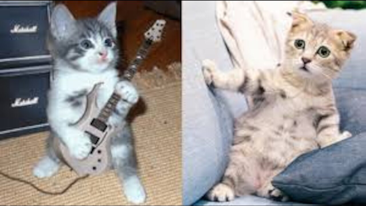 Baby Cats - Cute and Funny Cat Videos Compilation #33 - Aww Animals