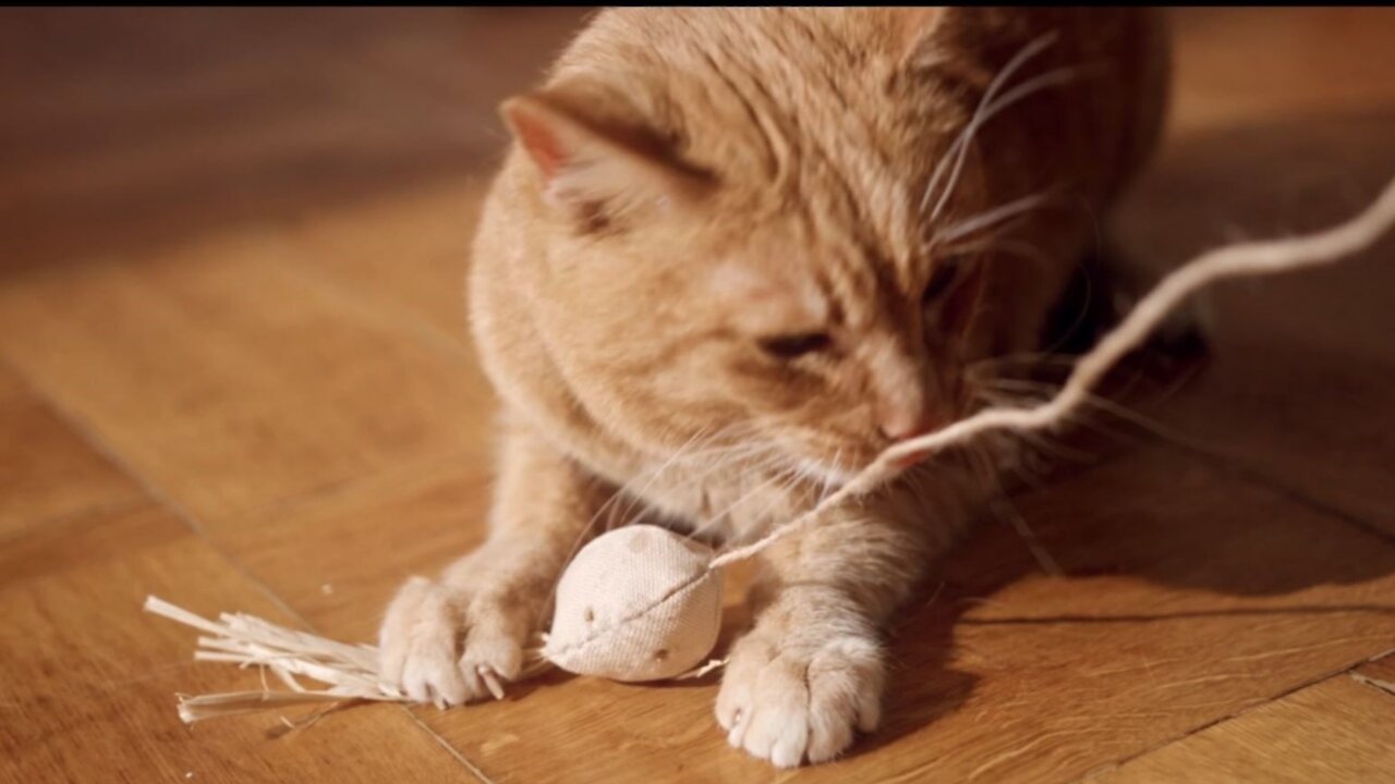 Cats circus at home