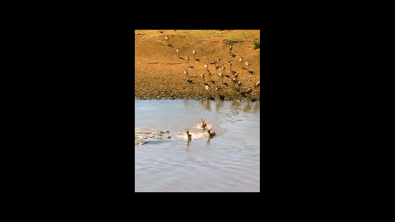 Crocodile attack to dear #ranthambore #wildlife #ranthamborenationalpark #wildlifephotography#rajas