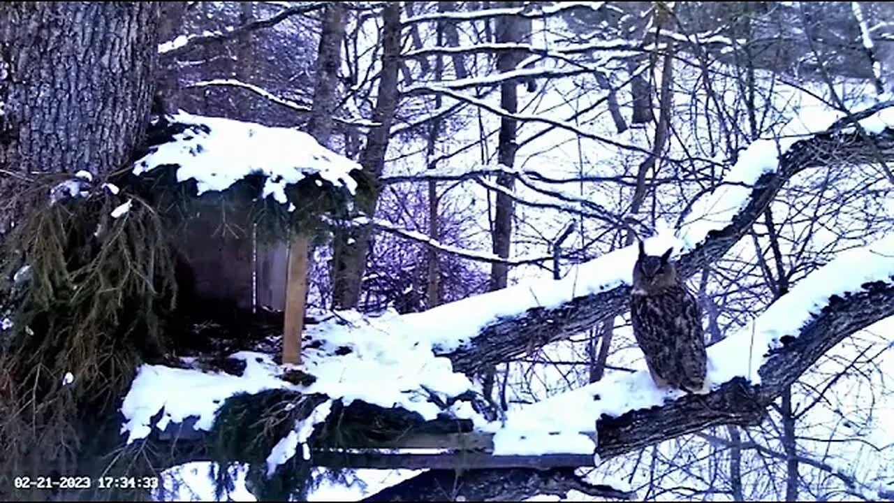 Male Eagle Owl Calling for His Mate 🦉 02/21/23 17:30