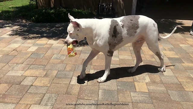 Funny Great Dane Prefers Being a Water Dog to a Working Dog