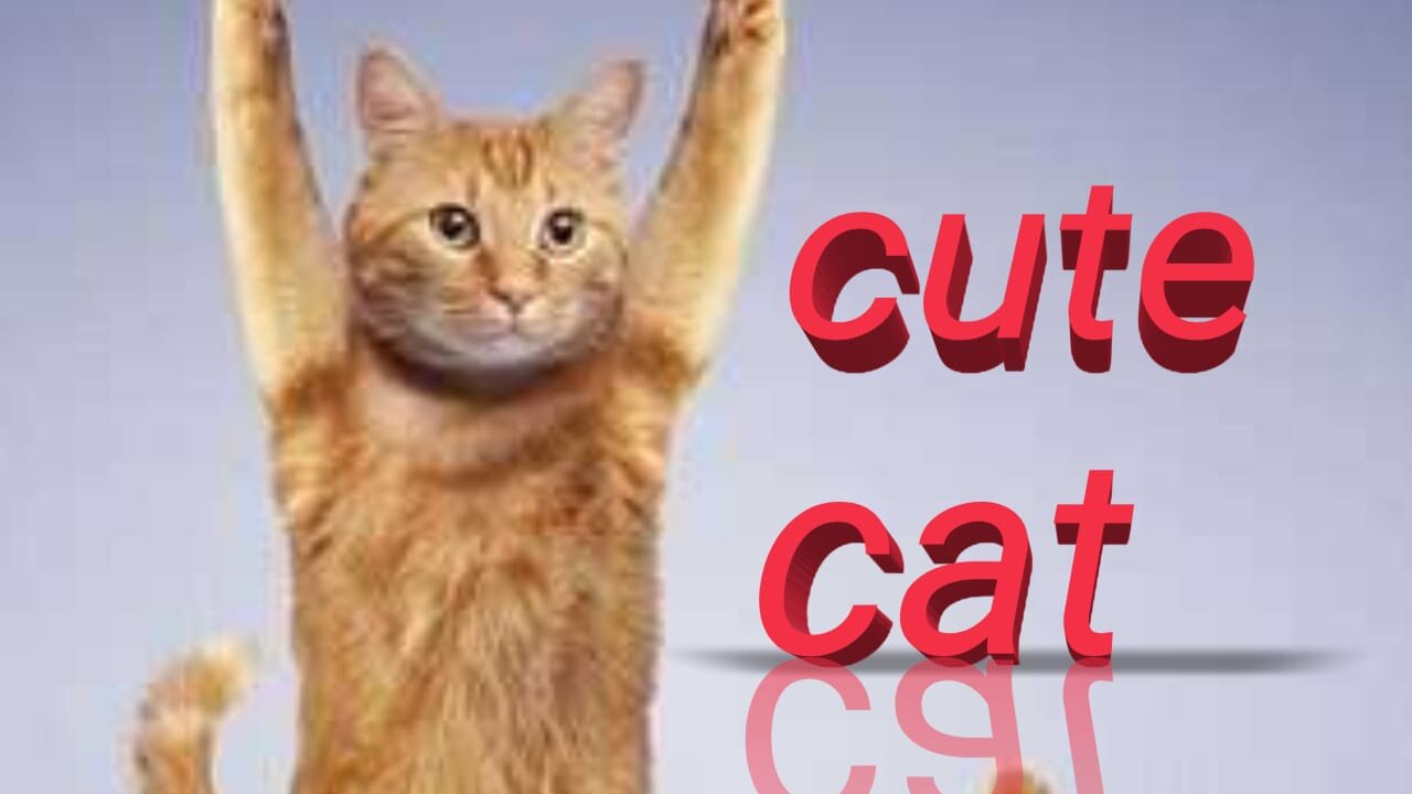 cat's lovers , cute cat's , animal lover's