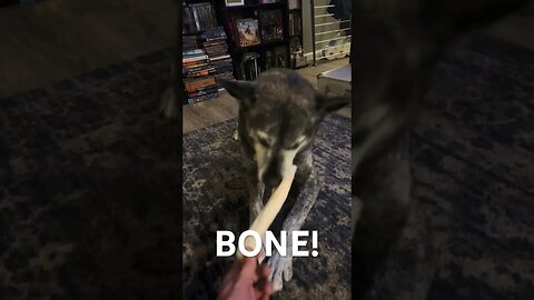 Pup Loves Dem Bones #dog #husky #shorts