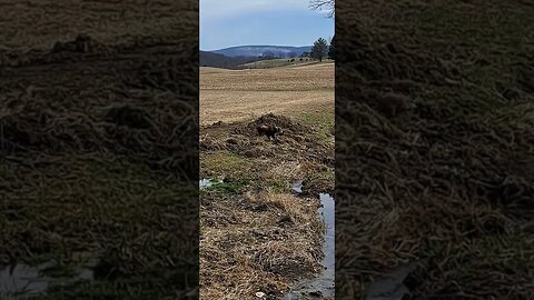 Eva vs groundhog