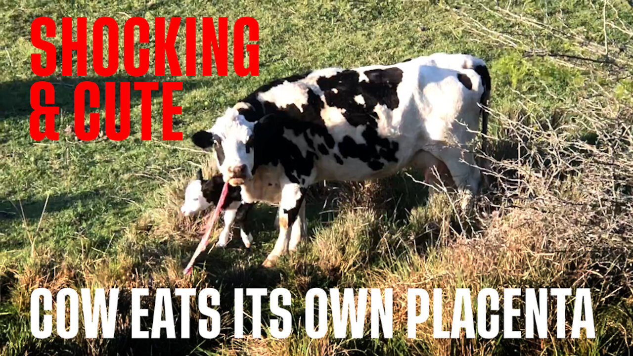 Cow eats its own placenta