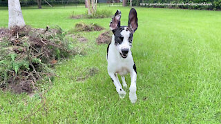 Branch Manager Great Dane Helps With The Landscaping