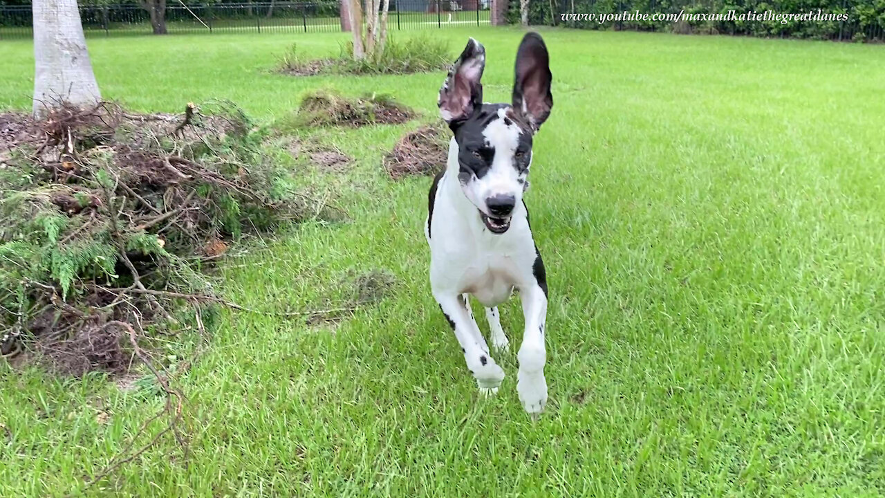 Branch Manager Great Dane Helps With The Landscaping