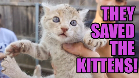 This Guys Saved Baby Kittens. ADORABLE!!!