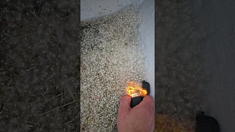 Annual ritual, slow mo Cotton tree seed burn