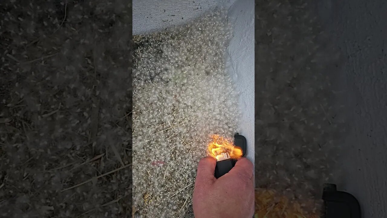 Annual ritual, slow mo Cotton tree seed burn