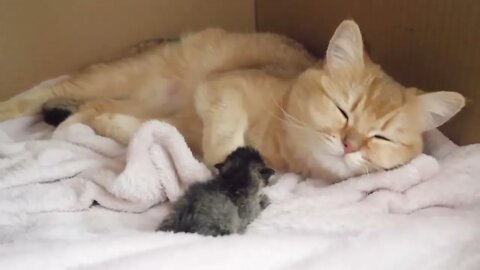 How kitten Kiki grows up: from 0-30 days