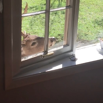 An Epic Deer Prank