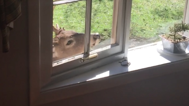 An Epic Deer Prank