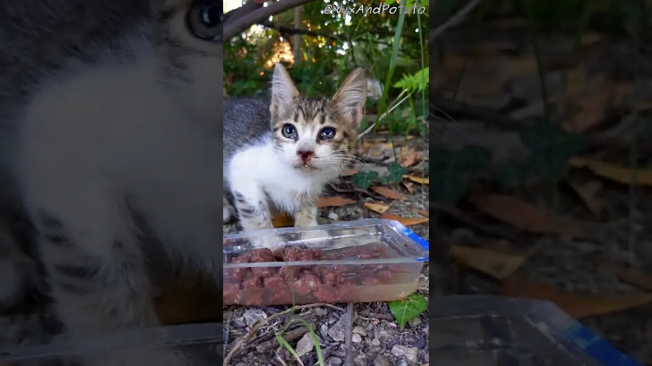 Tiny Adorable Stray Kitten Gets Life Saving Food