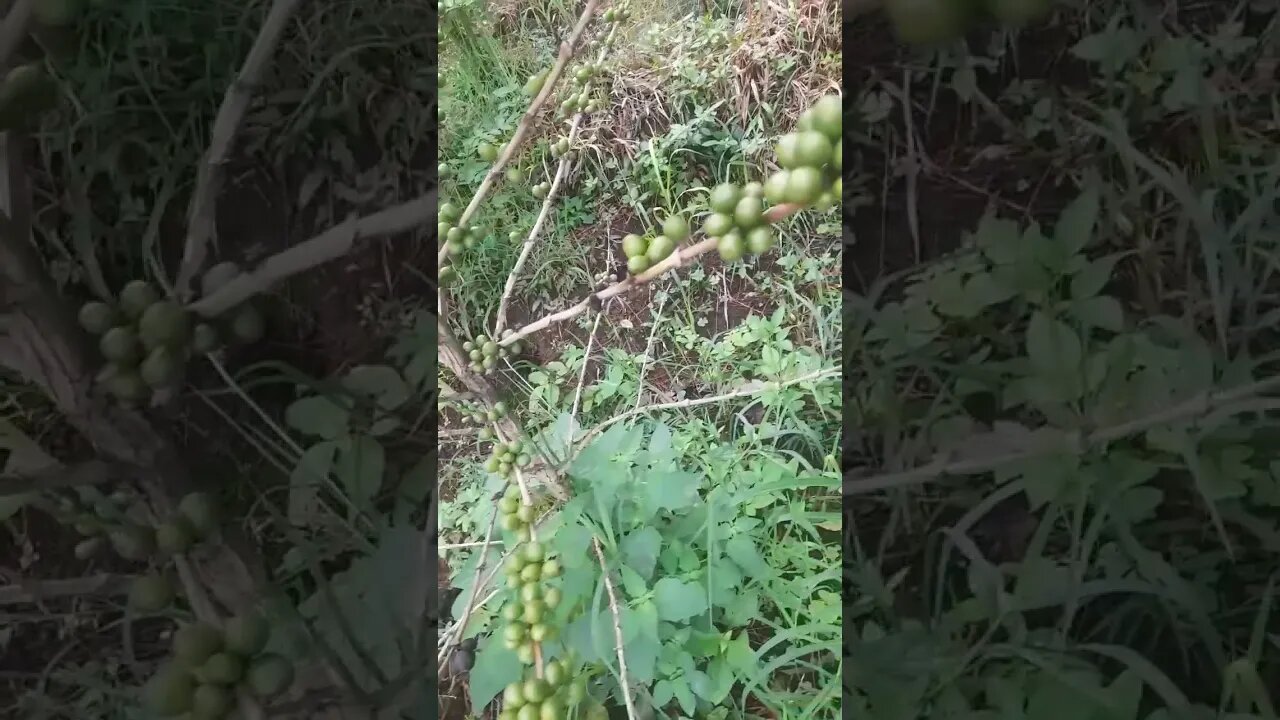 sebuah pohon buah kopi di pegunungan #shorts