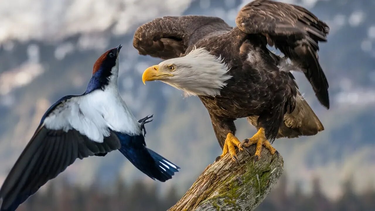 Swallow Bird Big Battle In The Sky Eagle - Swallow Bird Versus Eagle | Amazing Attack of Animals