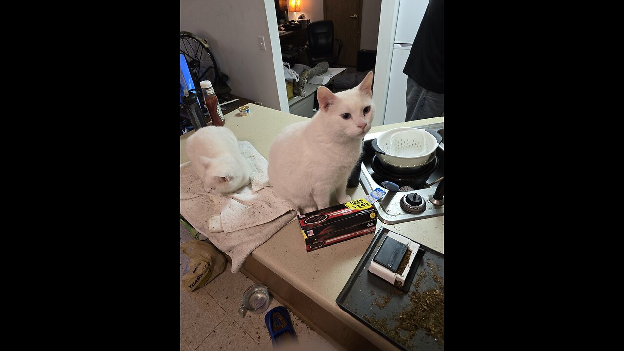 Snow the cat eats snack.
