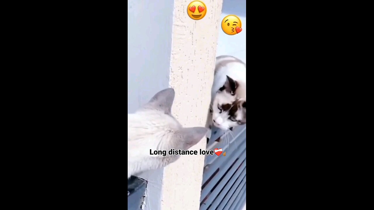 cute_cats_catlife_love_kittens_long_distance_😭😭🙀