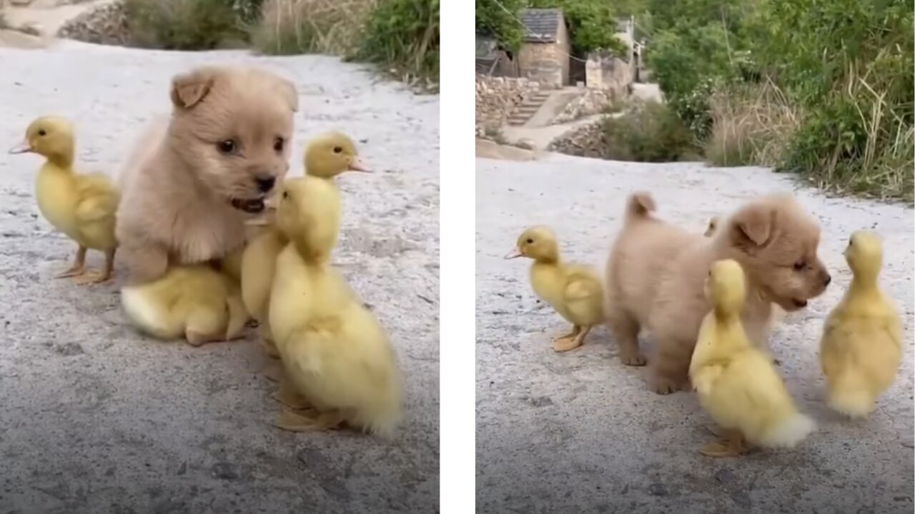 🐶 Adorable Puppy Playing with Baby Ducks 🐶