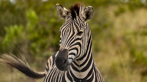 Zebra - Animals For Kids - Know The Animal