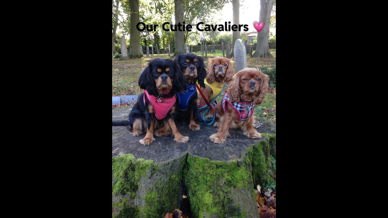 CutieCavaliers