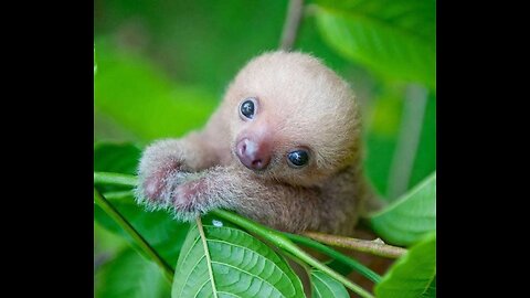 Baby Sloths Being Sloths - FUNNIEST Compilation