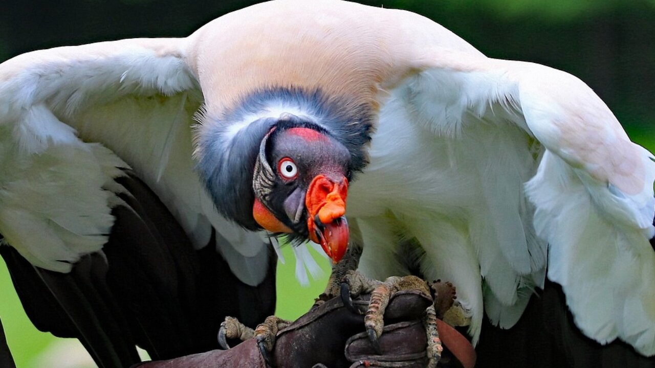 How about "Majestic Flight: The Graceful Condor Soaring High"?