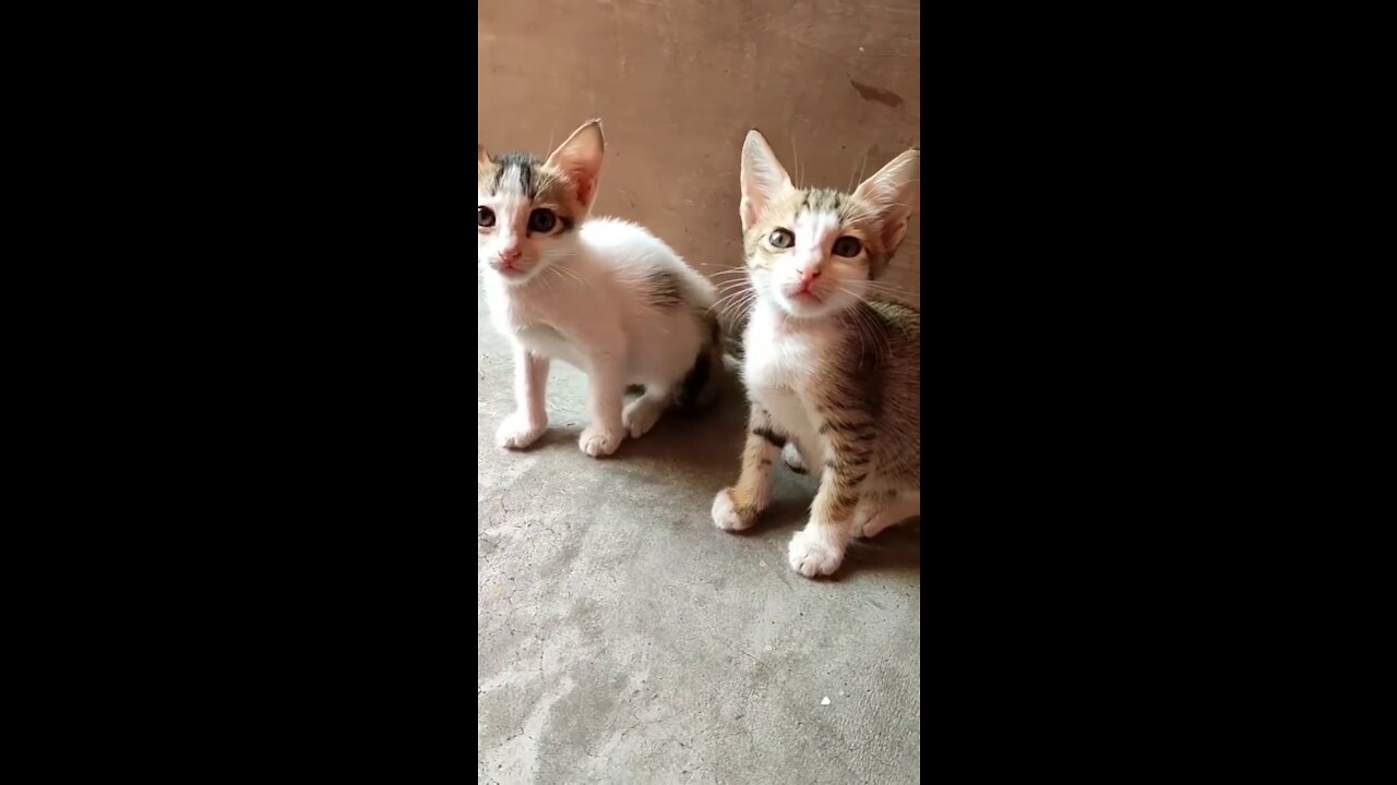 two cute cats