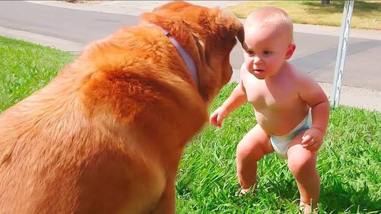 Most Viral DOGS on the internet! 🐶 Ultimate Funny Dogs Compilation! 🐶