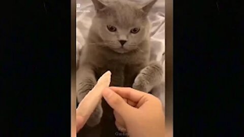 Omg So Cute Cats Best Funny Cat Videos 2021