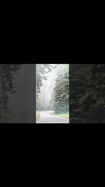 Afternoon Rain Showers In The Evergreen Forest | Nature ASMR | Rain & Fog Ambience