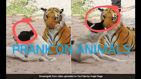 Prank on Animals
