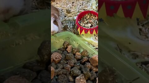 Guinea pig nonsense
