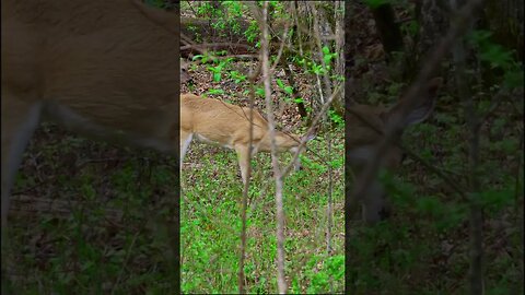 Yearling Doe in the Spring
