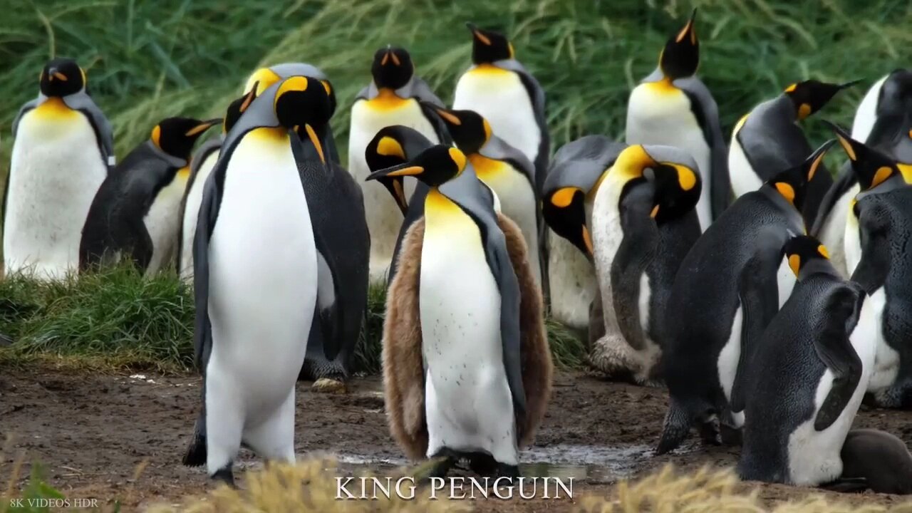 Beautiful King penguin Birds🐧🐧 👇👇👇👇