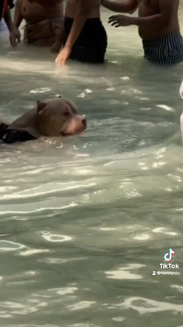 The dog is trying to chill too 🤣