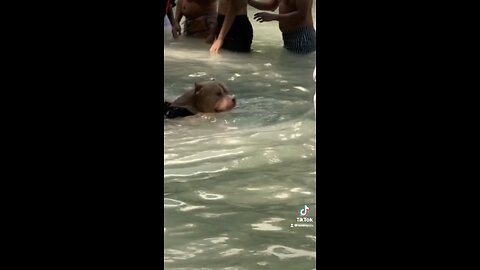 The dog is trying to chill too 🤣